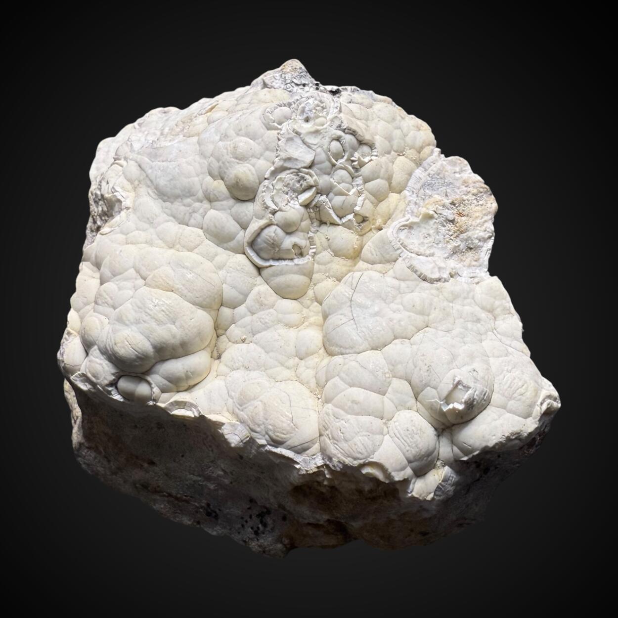 Carbonate-rich Fluorapatite