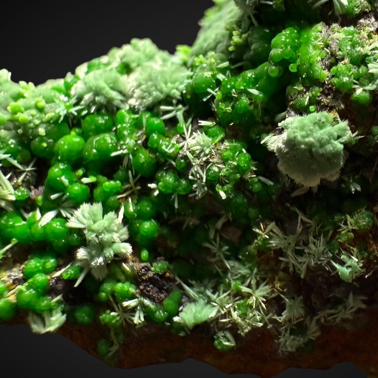 Conichalcite & Cuprian Adamite