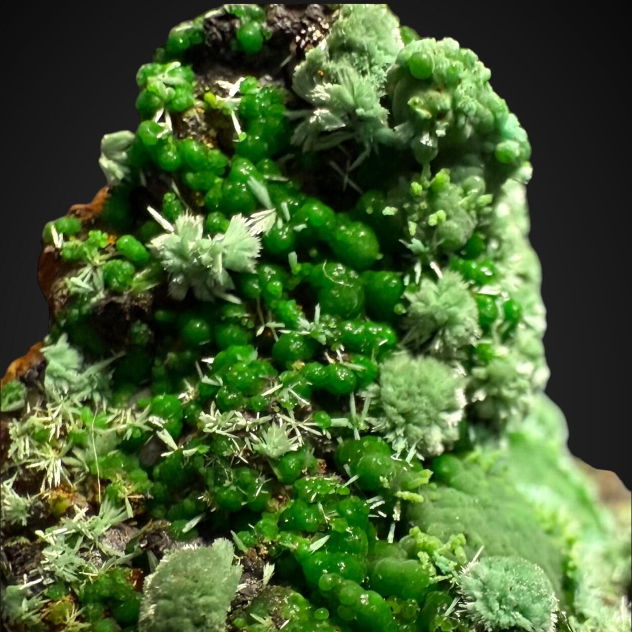 Conichalcite & Cuprian Adamite