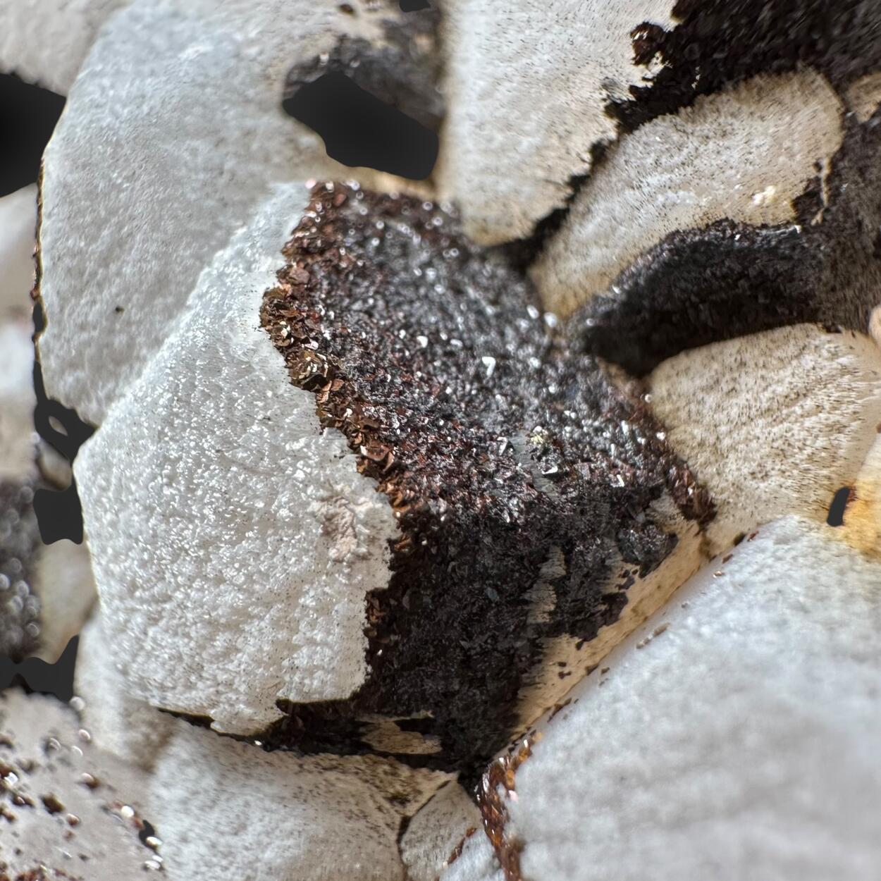 Calcite With Limonite Psm Pyrite