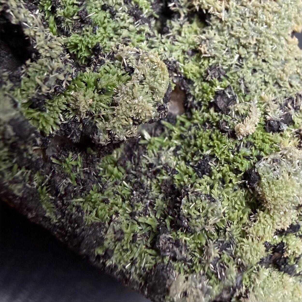 Pyromorphite