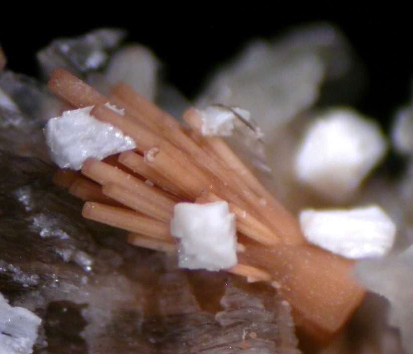 Rhabdophane-(Ce) & Polylithionite