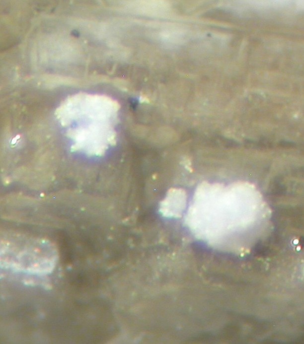 Charleshatchettite & Donnayite-(Y)