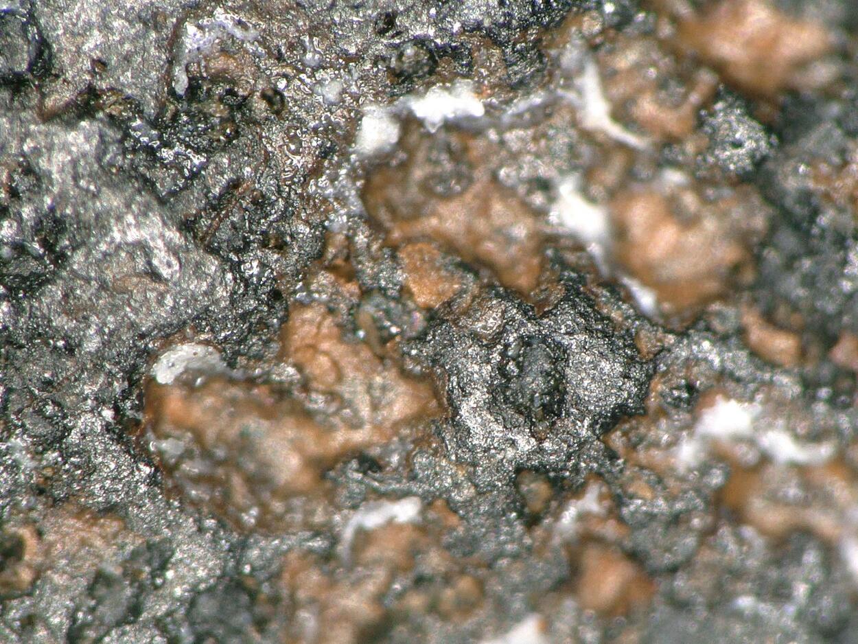 Nioboixiolite-(Fe3+)