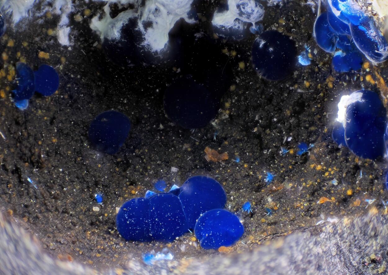 Connellite & Aurichalcite