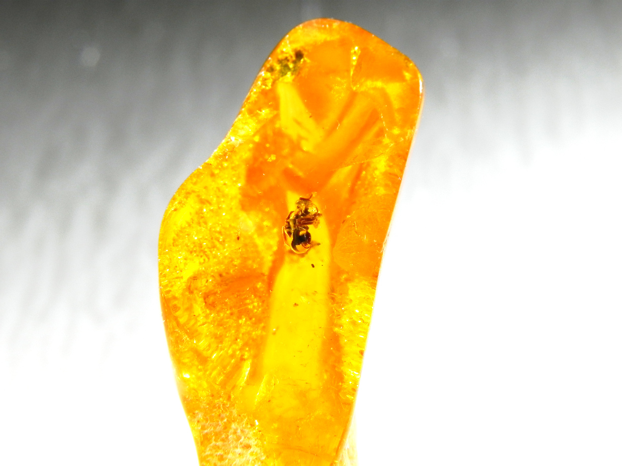 Amber With Inclusions