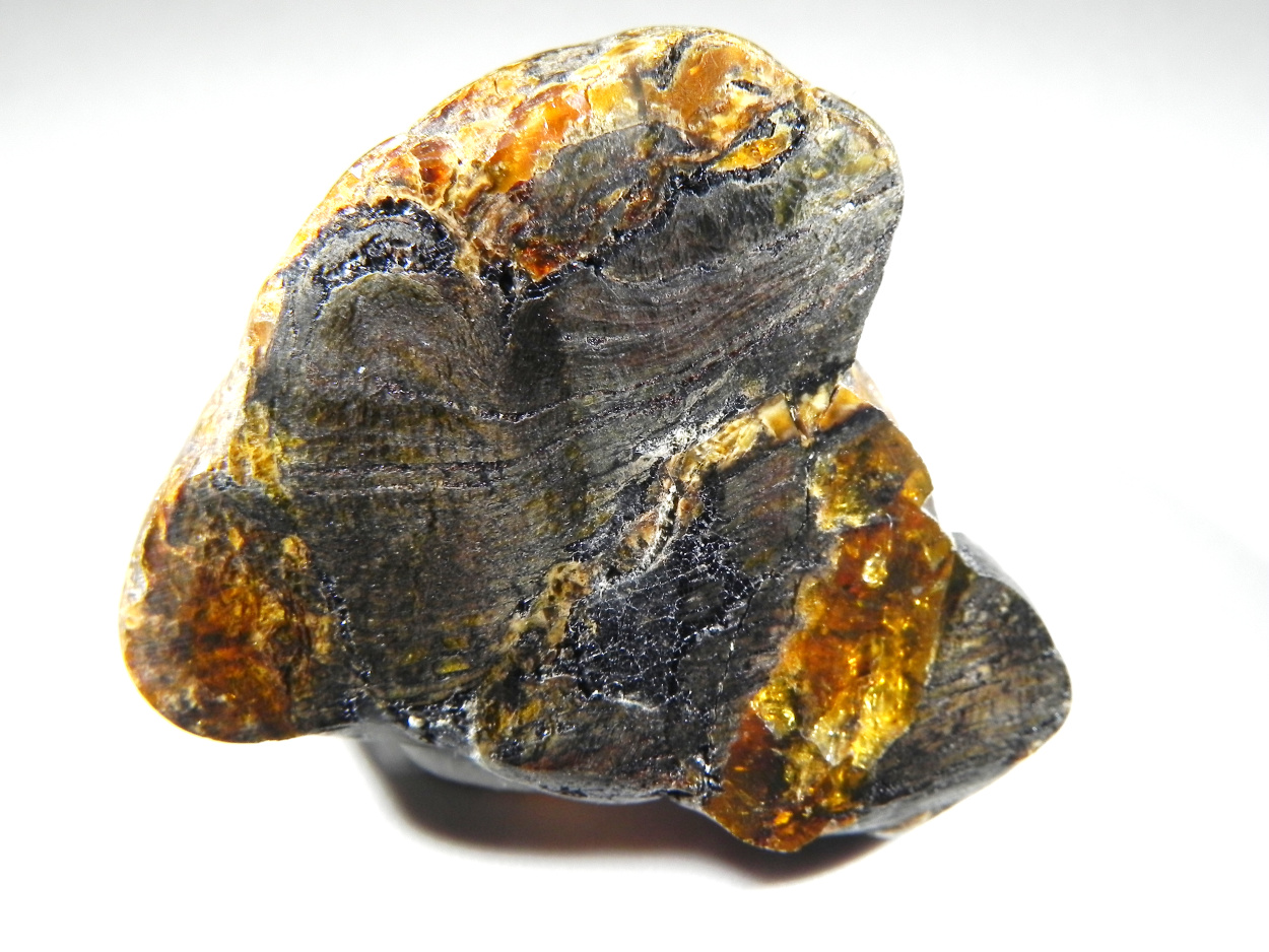 Petrified Wood In Amber