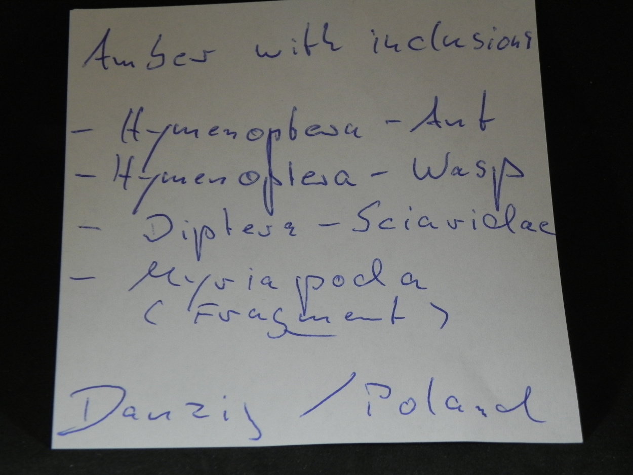 Amber With Inclusions