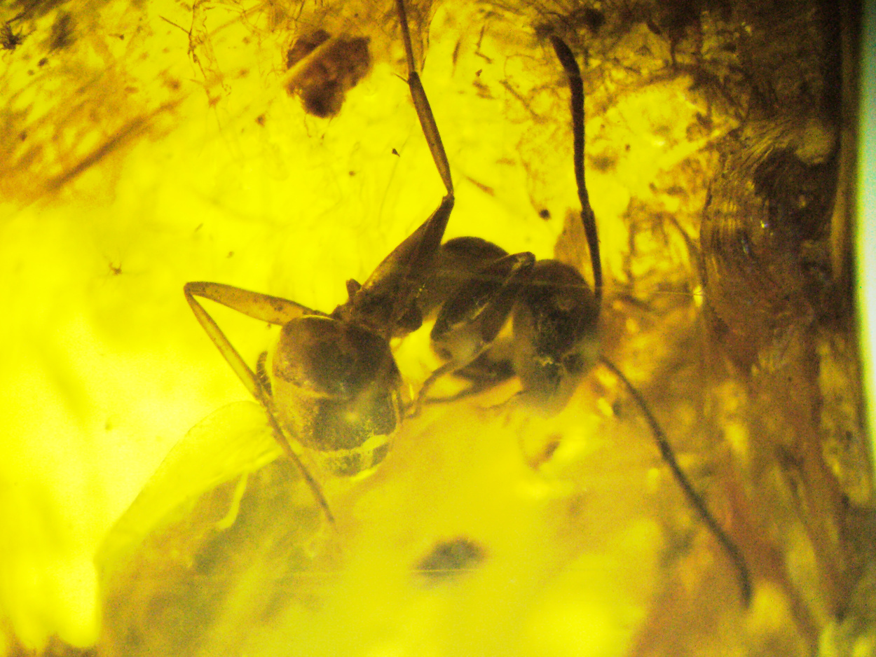 Amber With Inclusions