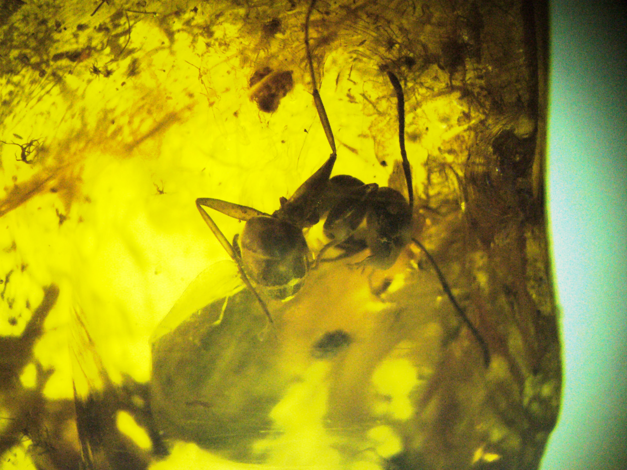 Amber With Inclusions