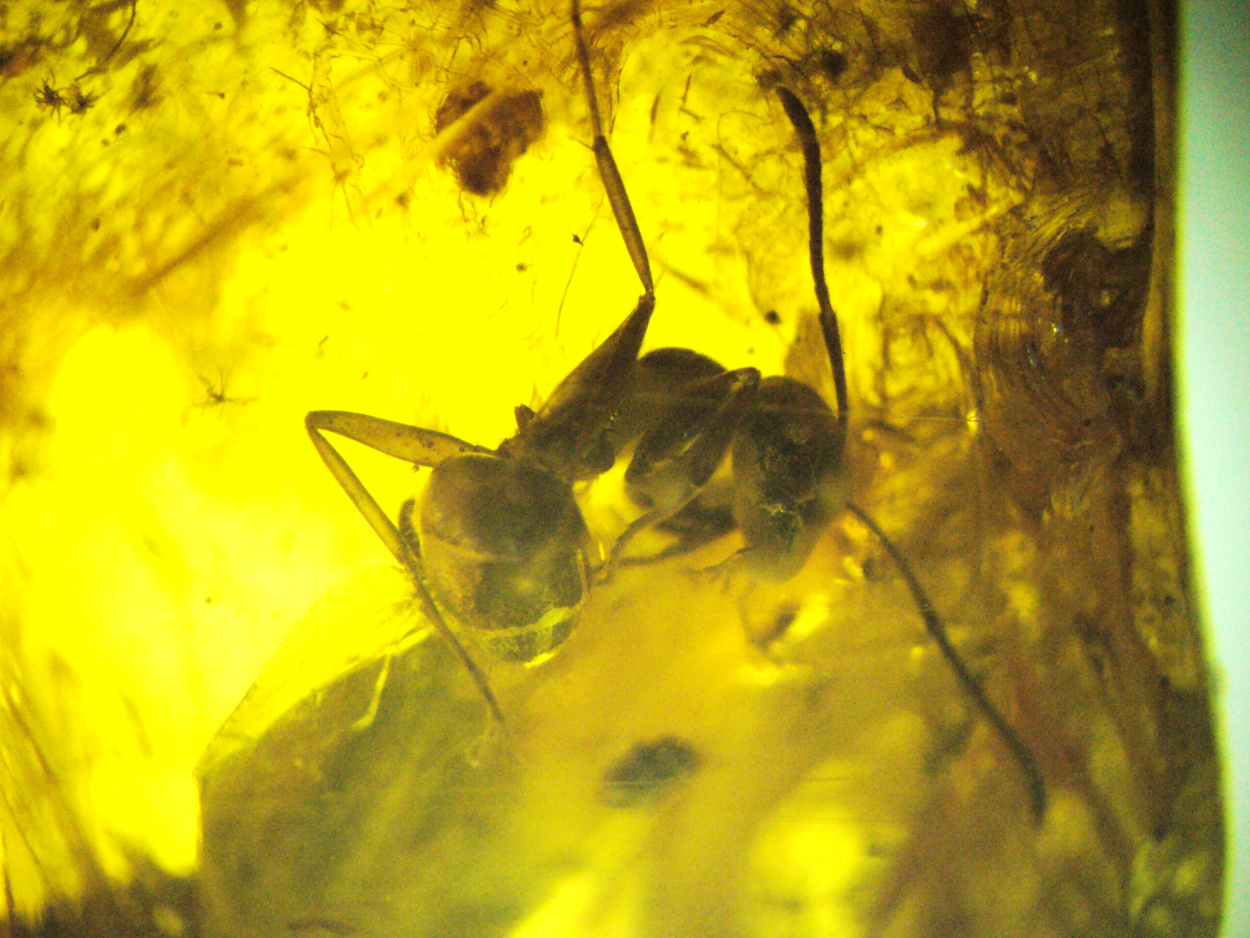 Amber With Inclusions