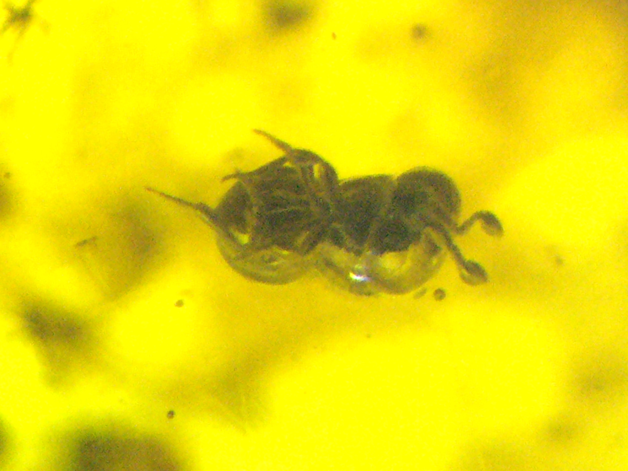 Amber With Inclusions