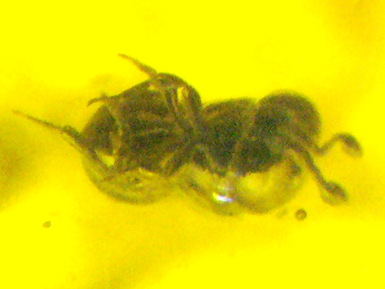 Amber With Inclusions