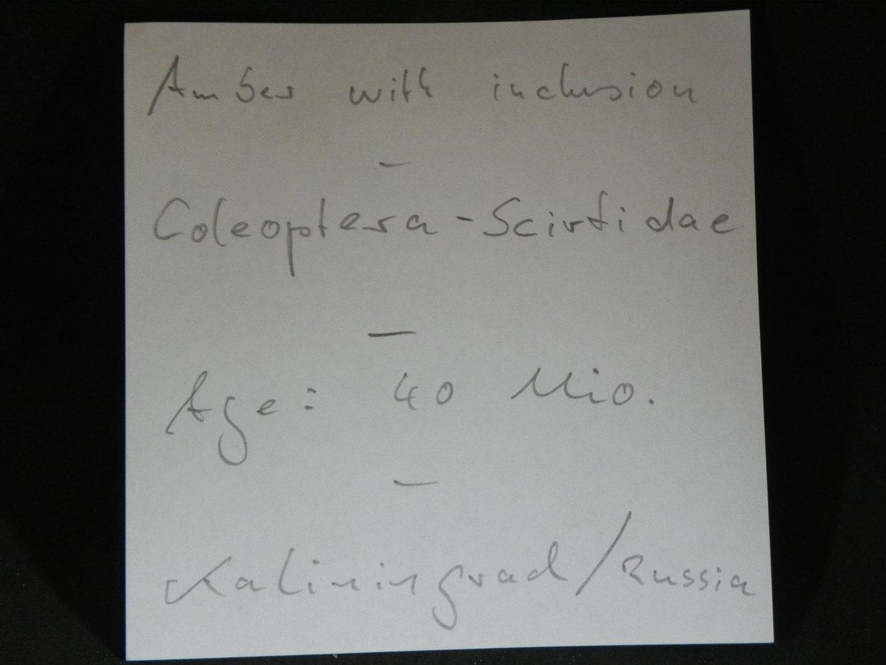 Amber With Inclusions