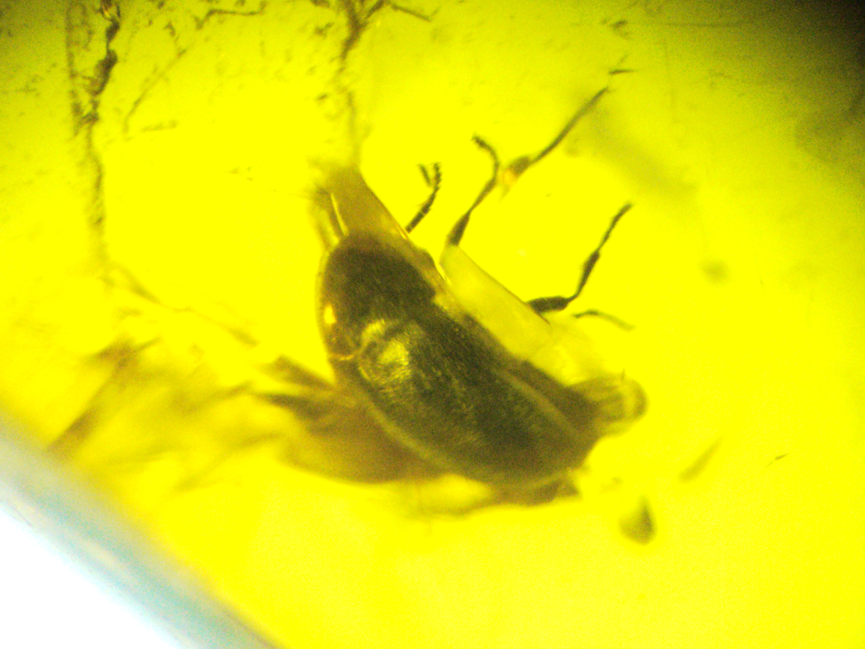 Amber With Inclusions