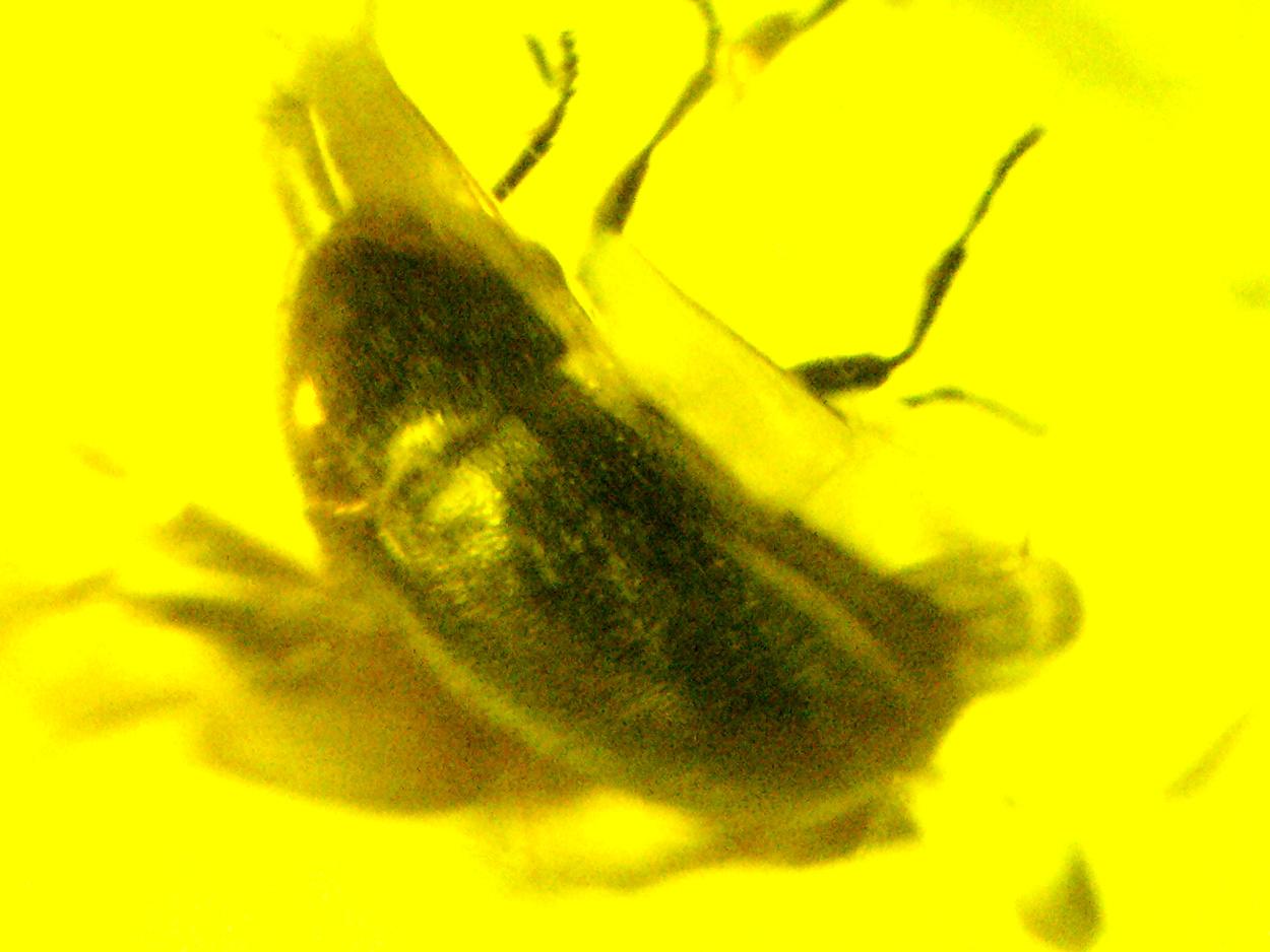 Amber With Inclusions