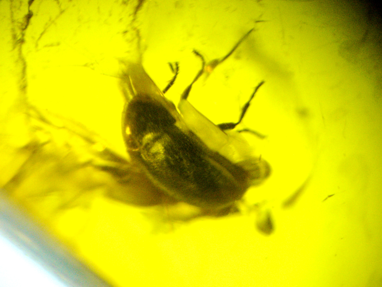 Amber With Inclusions