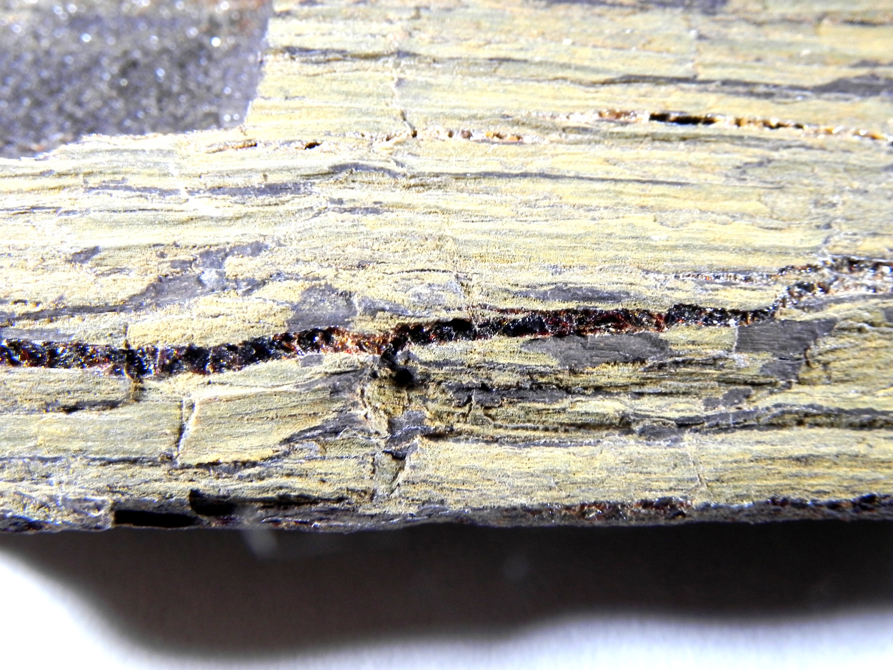 Amber Duxite On Petrified Wood