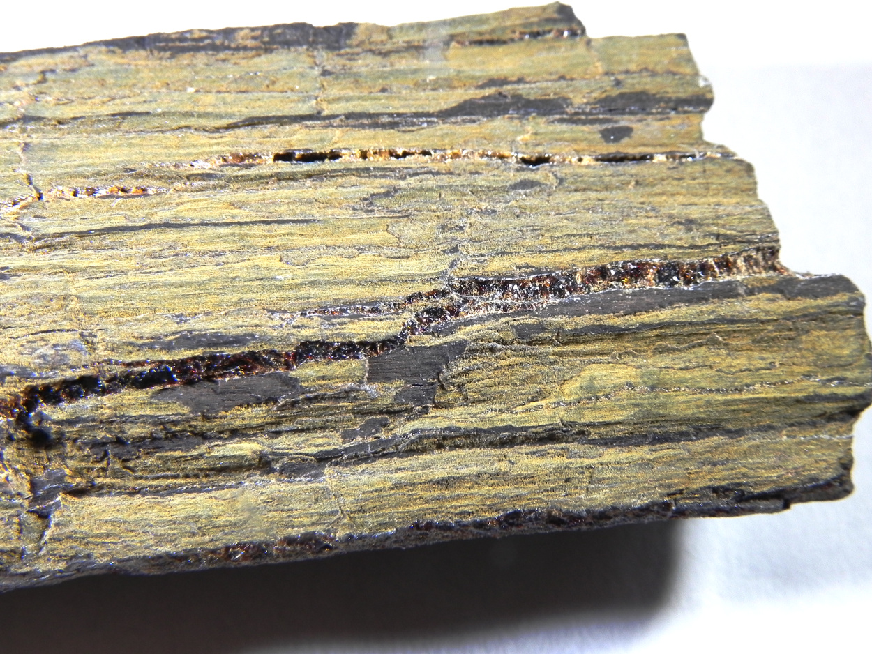 Amber Duxite On Petrified Wood