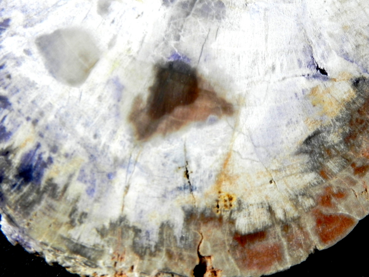 Fluorite & Quartz Psm Petrified Wood
