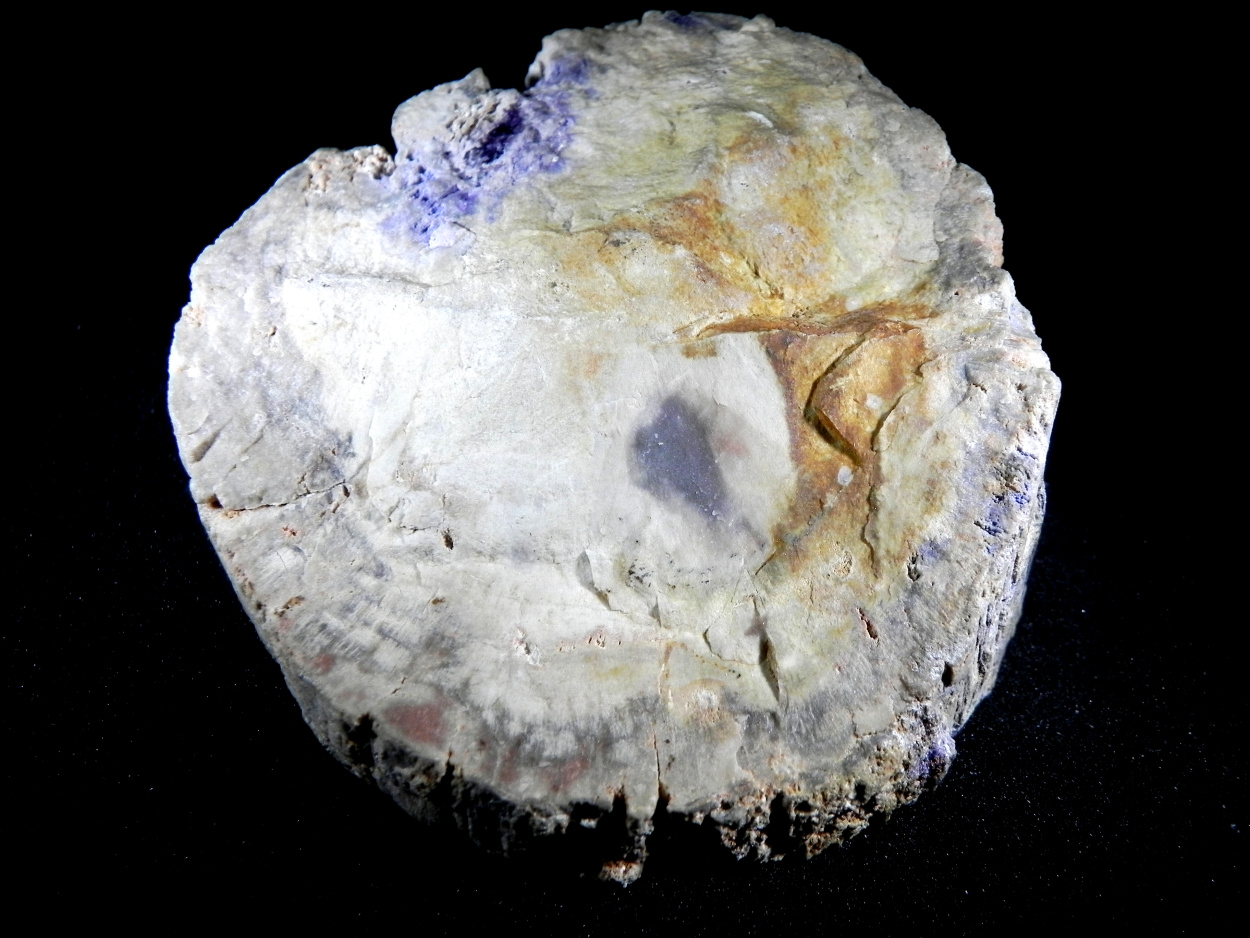 Fluorite & Quartz Psm Petrified Wood