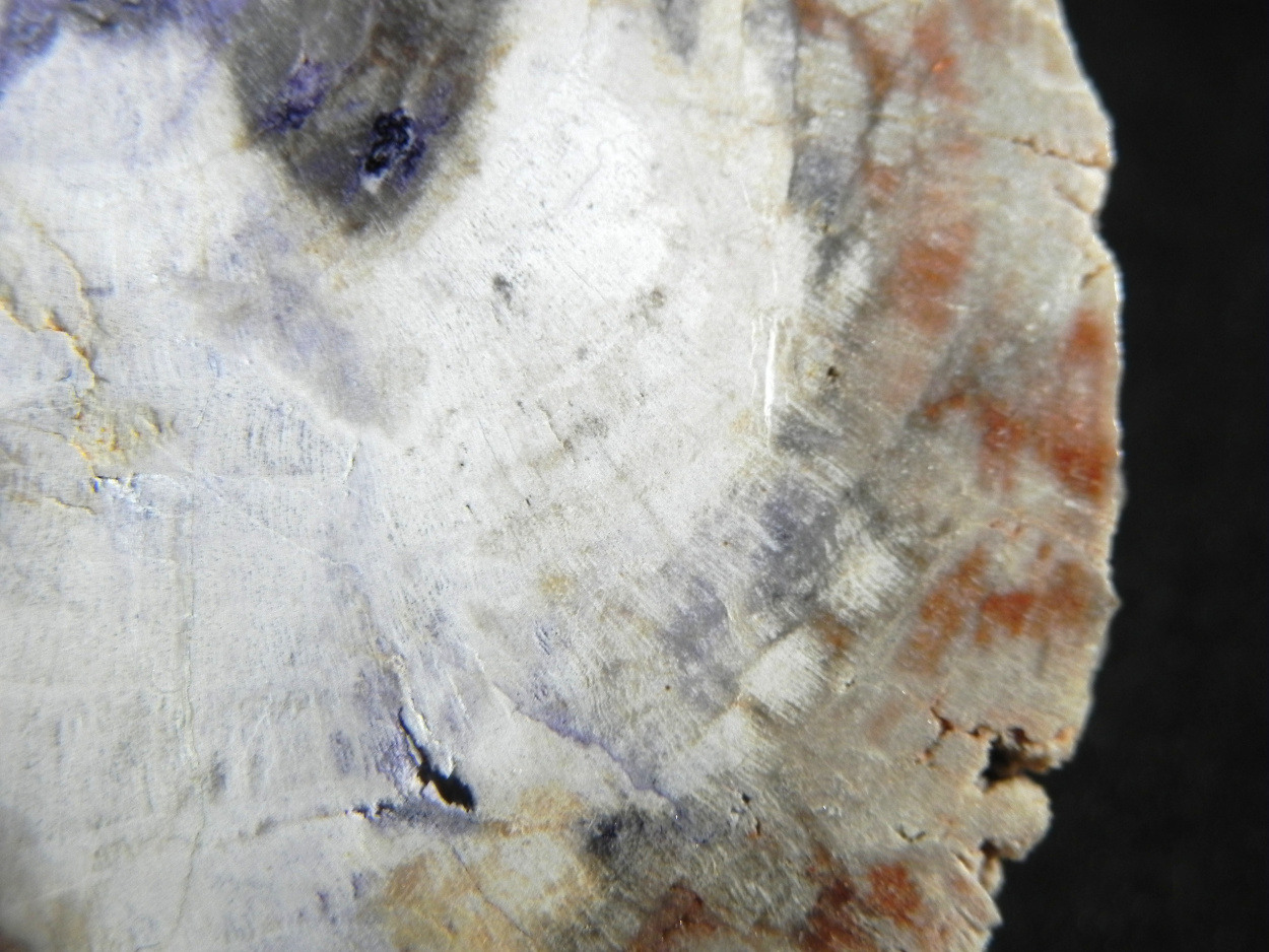 Fluorite & Quartz Psm Petrified Wood