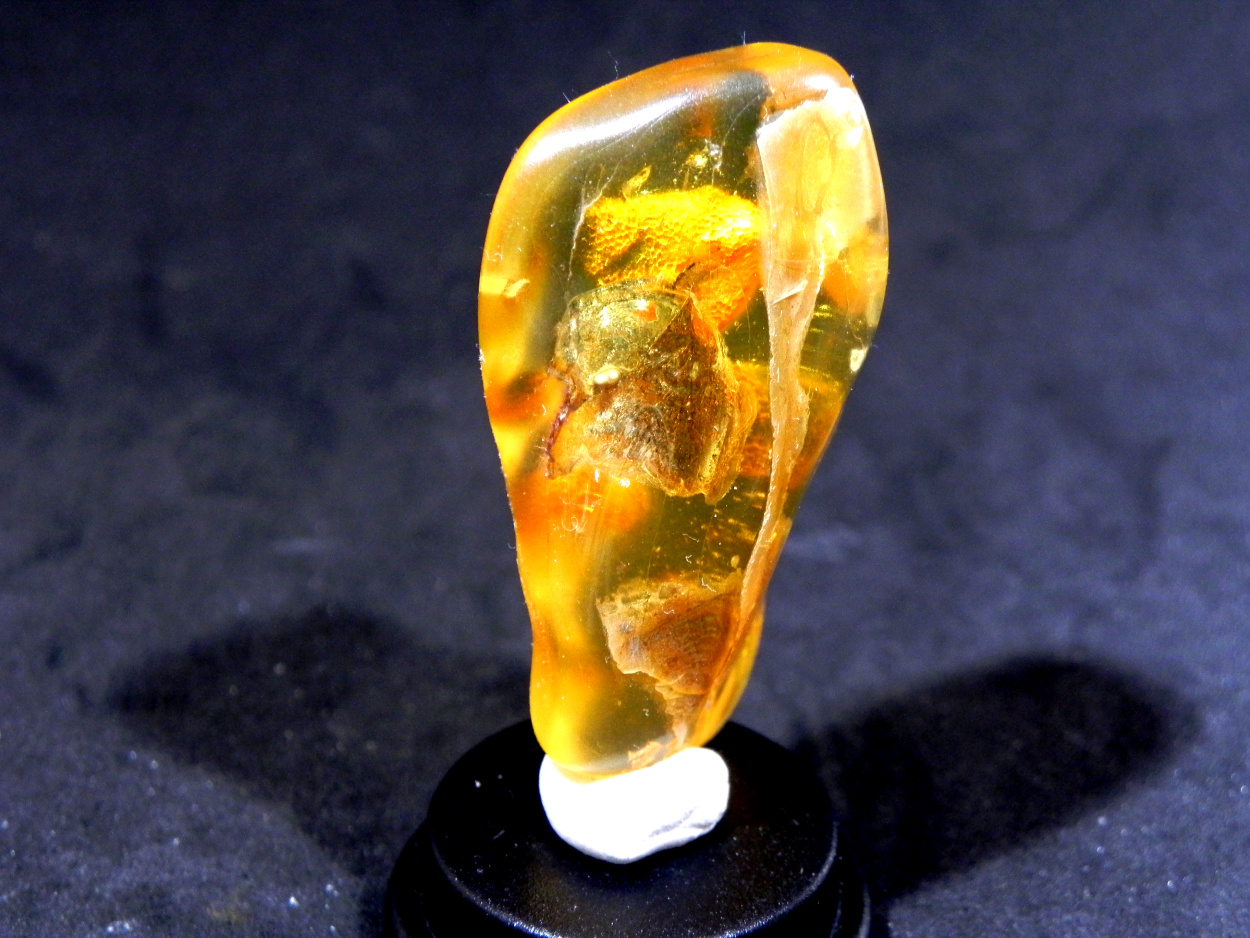 Pyrite In Amber