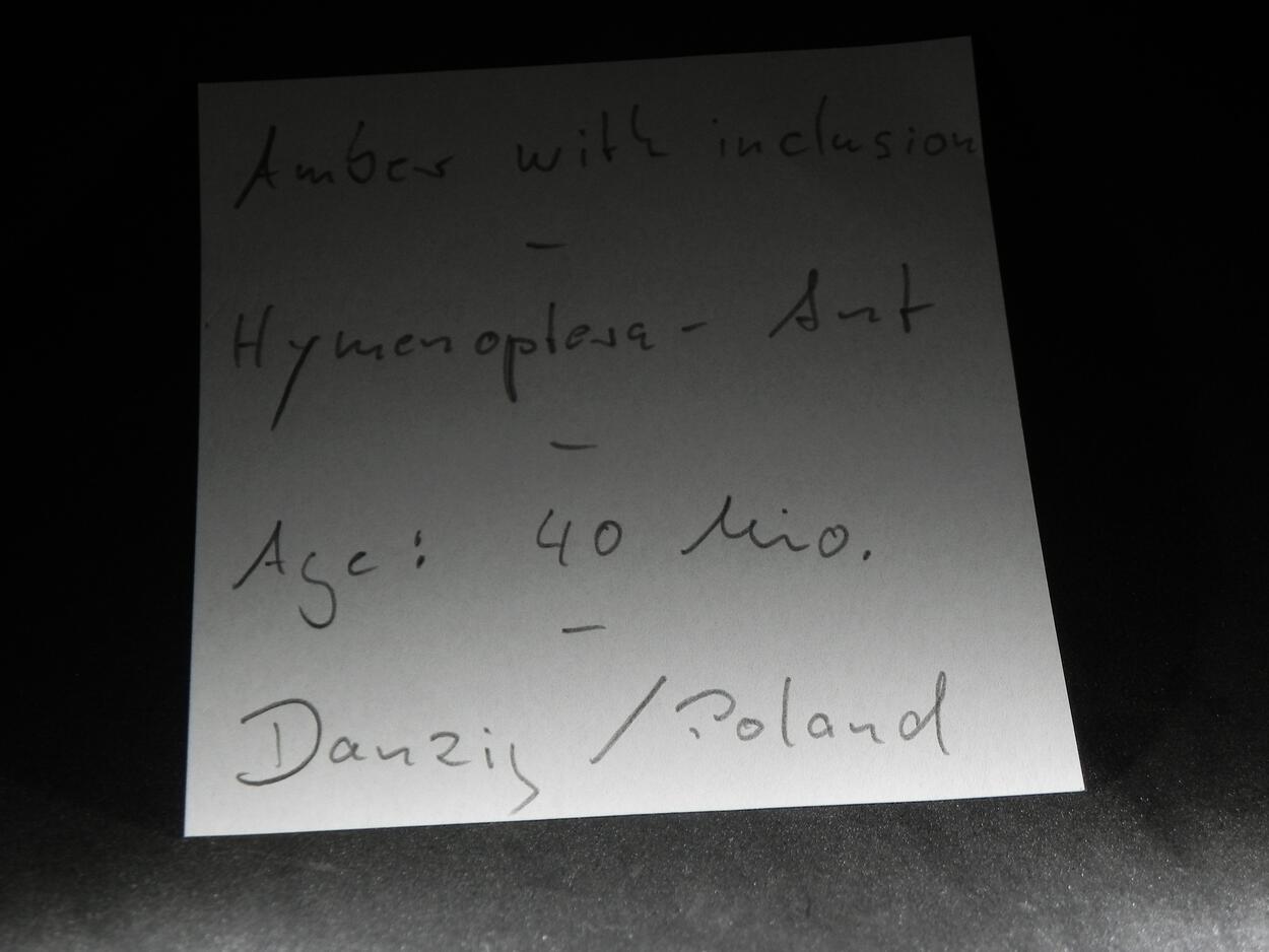 Amber With Inclusions