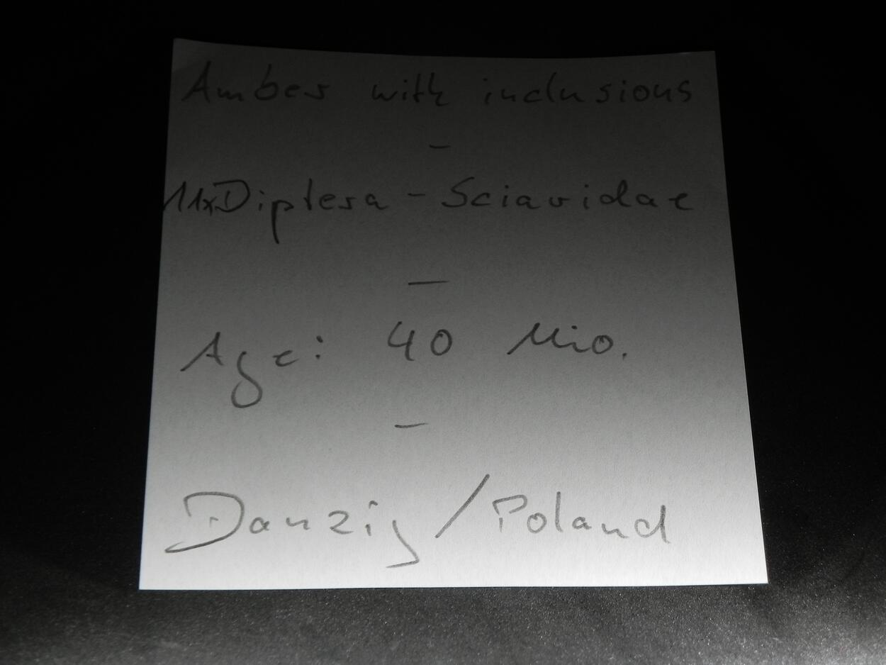 Amber With Inclusions