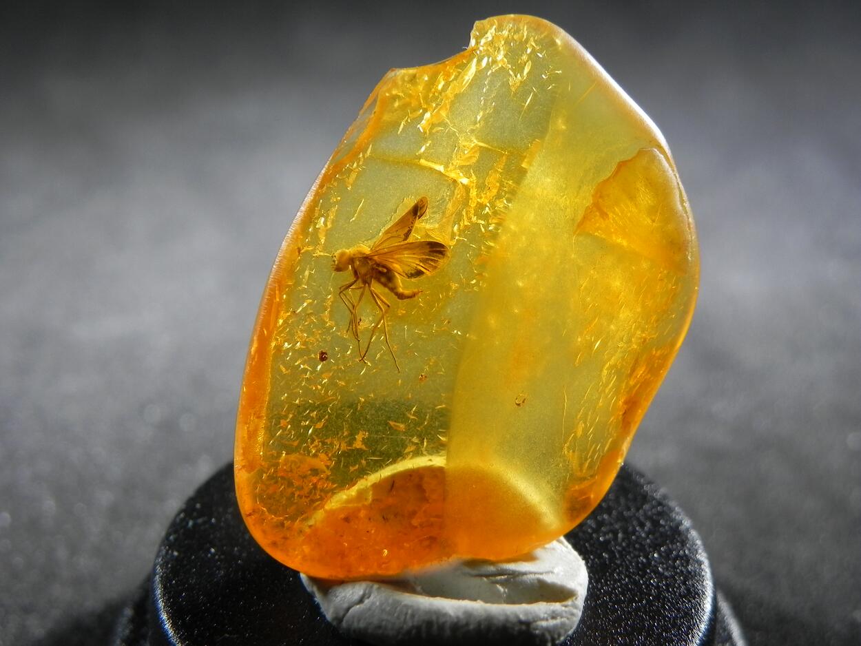 Amber With Inclusions