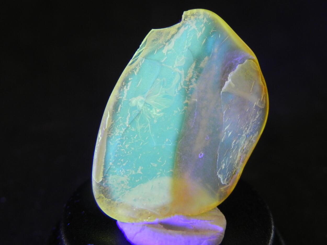 Amber With Inclusions