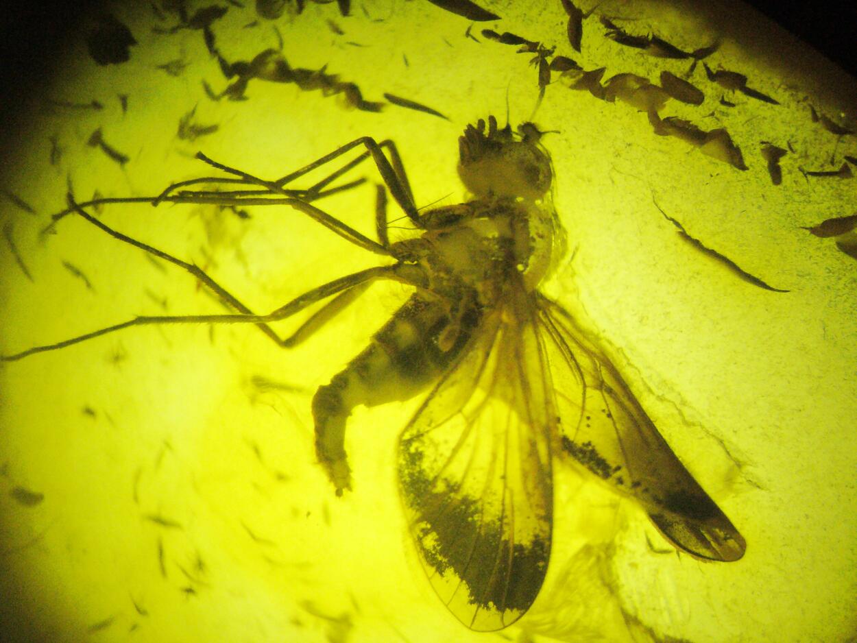 Amber With Inclusions