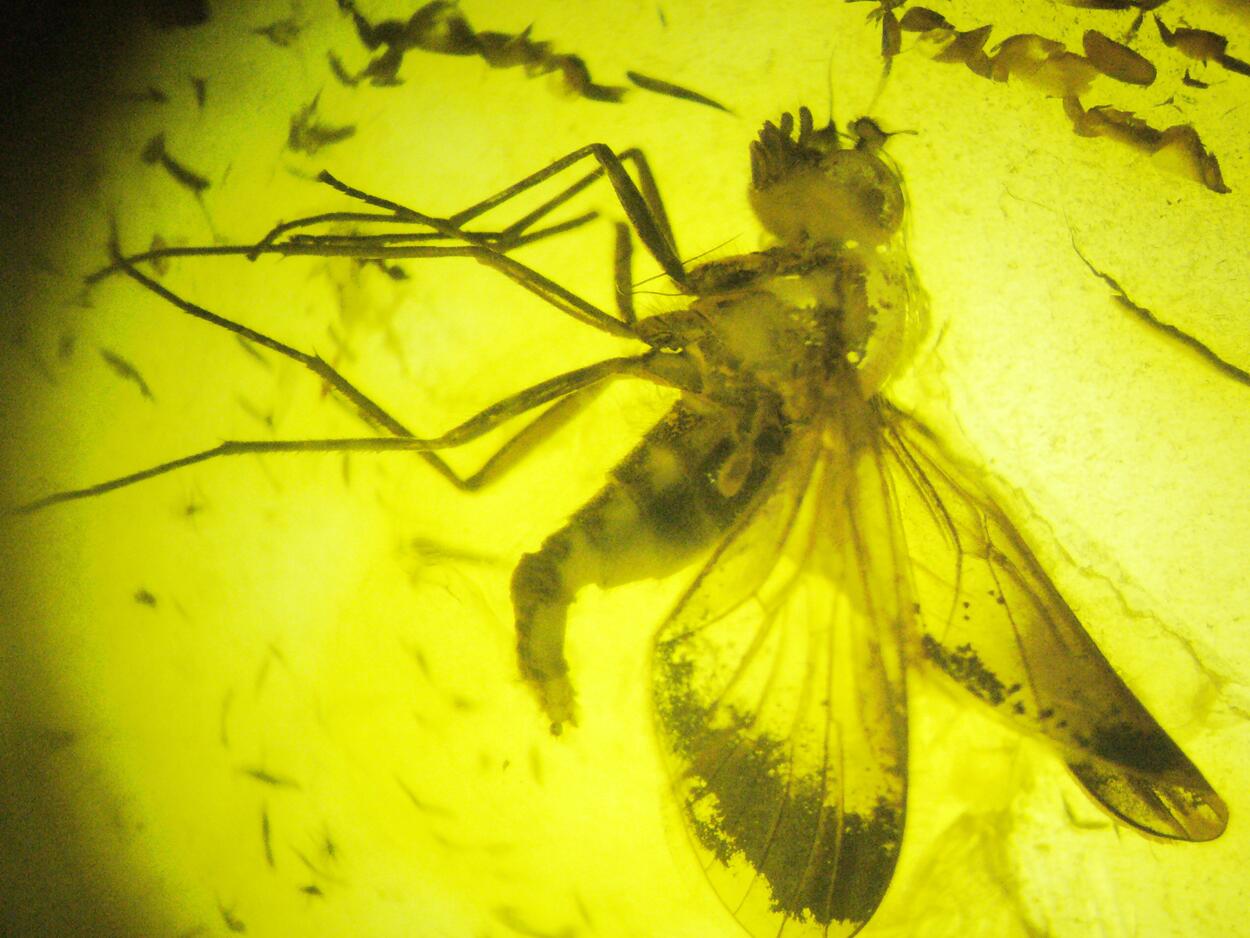 Amber With Inclusions