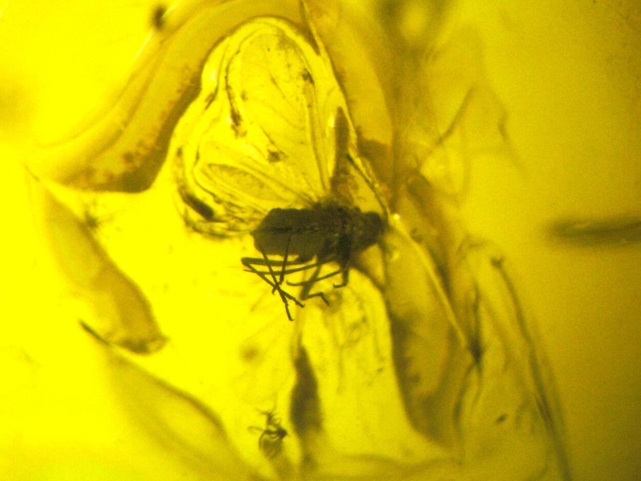 Amber With Inclusions