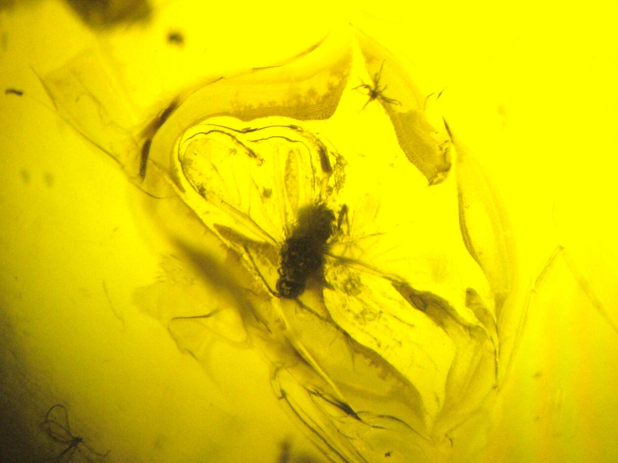 Amber With Inclusions