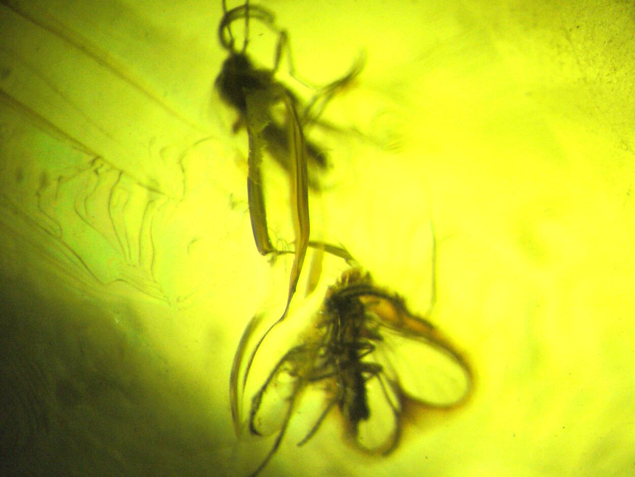 Amber With Inclusions