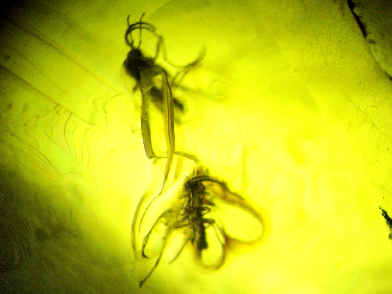 Amber With Inclusions