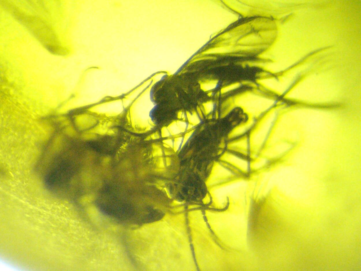 Amber With Inclusions