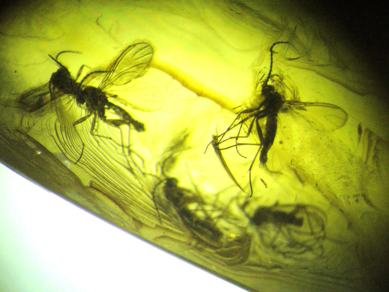 Amber With Inclusions