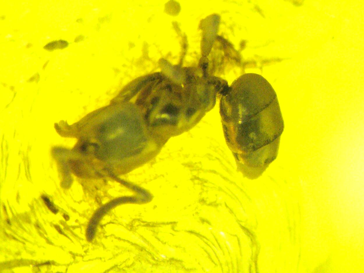 Amber With Inclusions