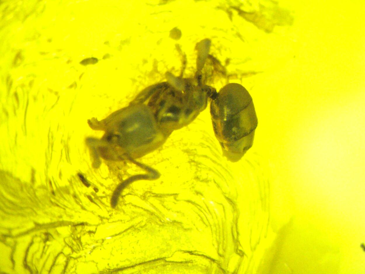 Amber With Inclusions