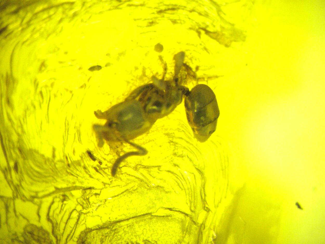 Amber With Inclusions