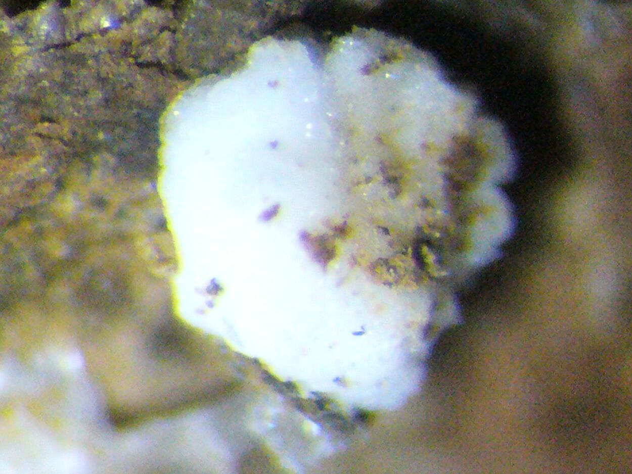 Zaccagnaite Blatonite & Gypsum