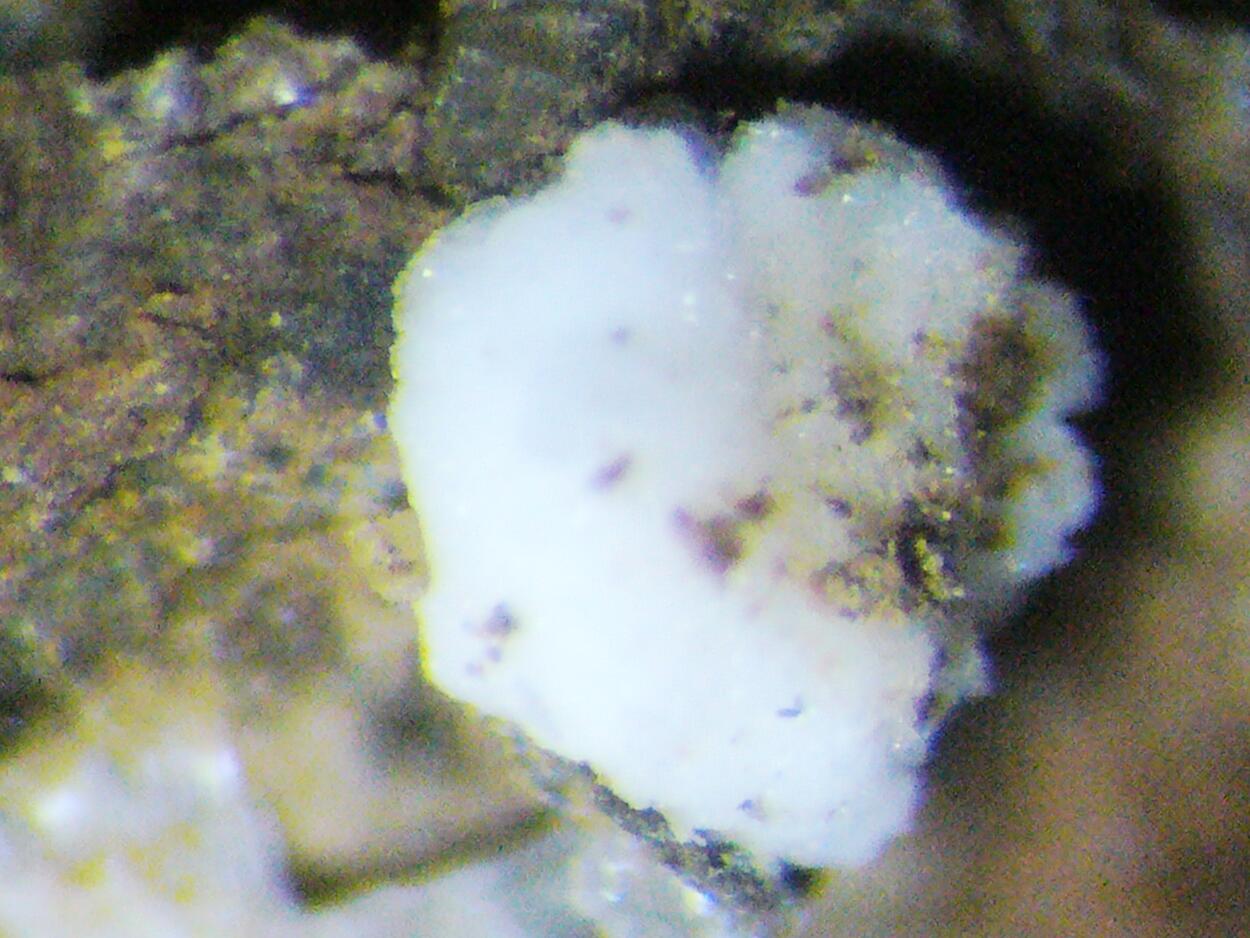 Zaccagnaite Blatonite & Gypsum