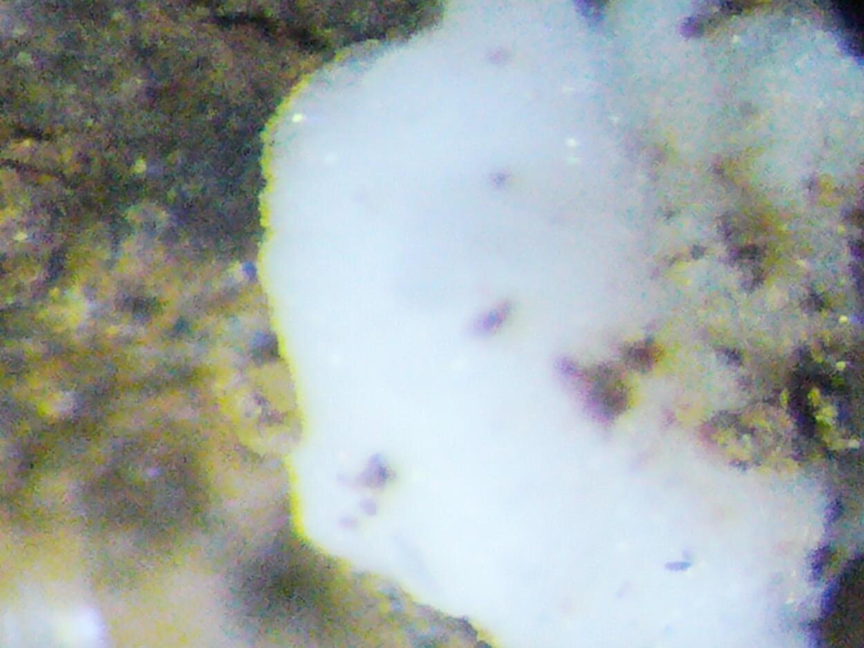 Zaccagnaite Blatonite & Gypsum