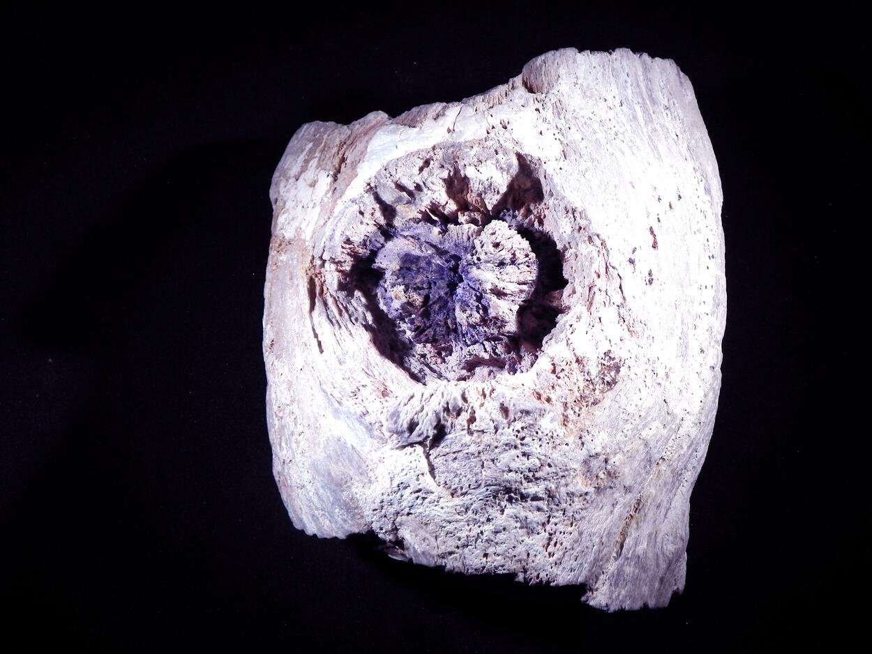 Fluorite & Quartz Psm Petrified Wood