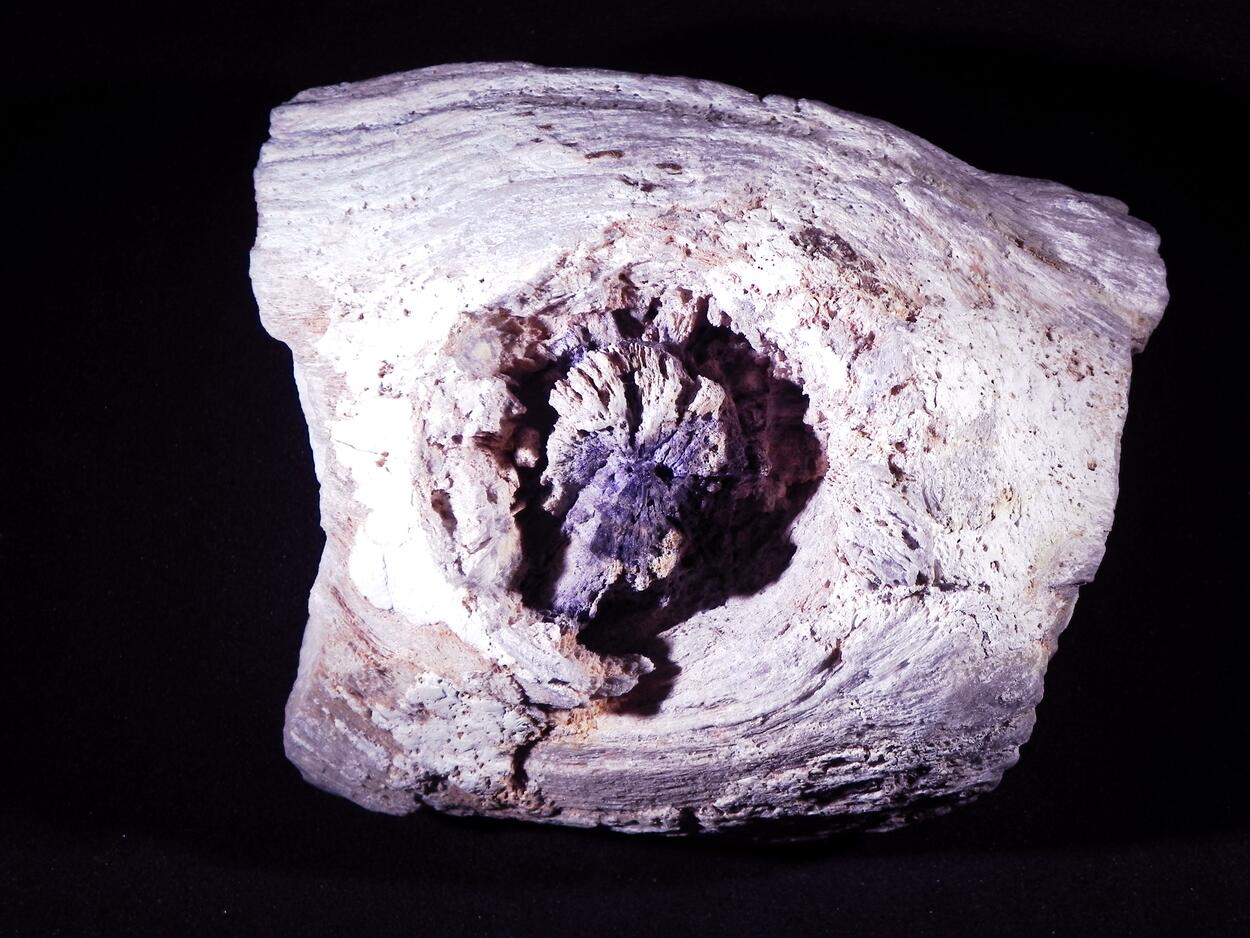 Fluorite & Quartz Psm Petrified Wood