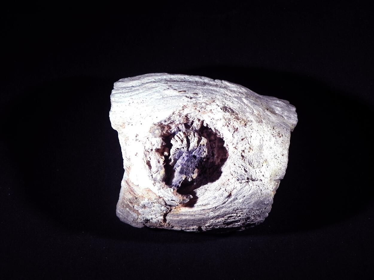 Fluorite & Quartz Psm Petrified Wood