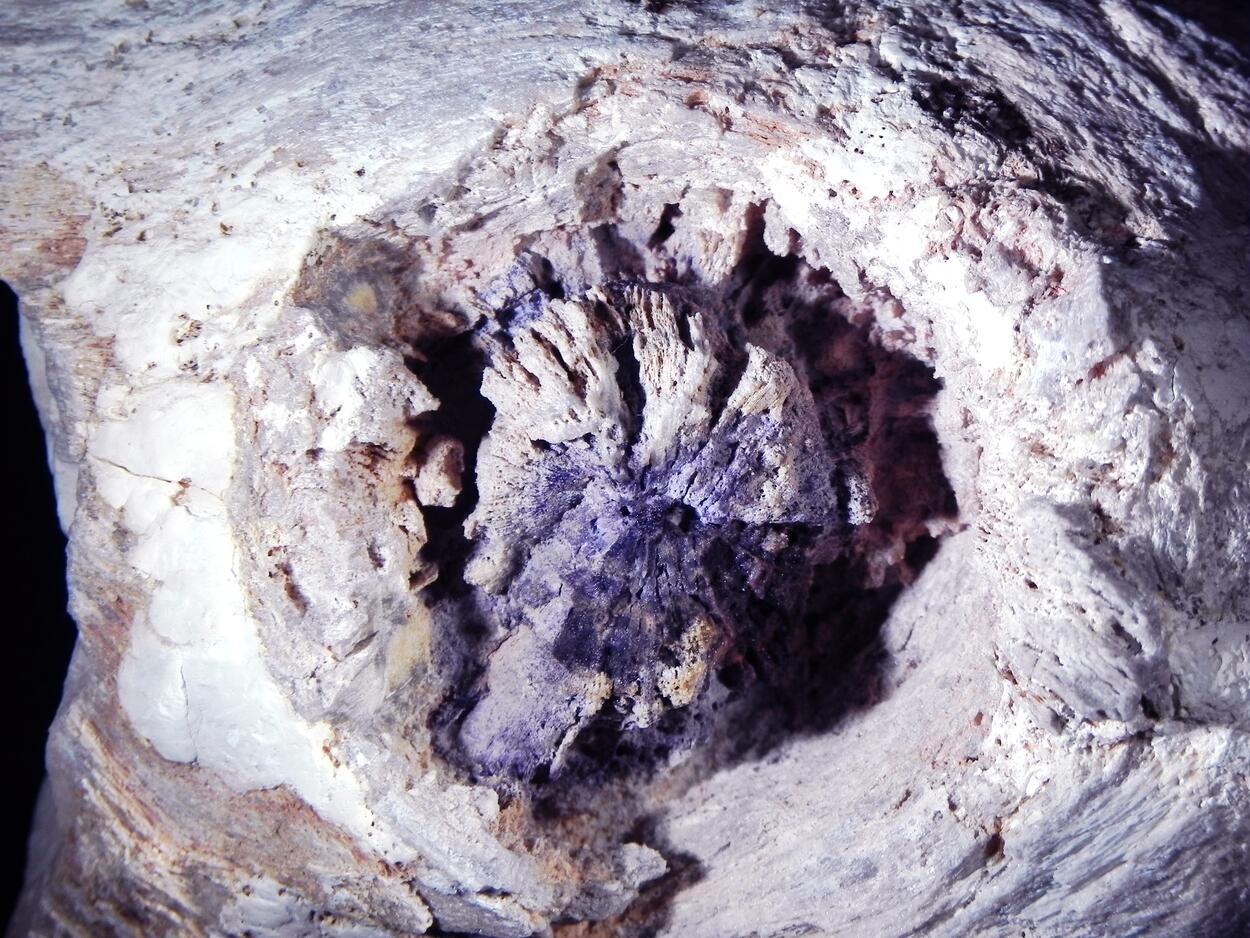 Fluorite & Quartz Psm Petrified Wood