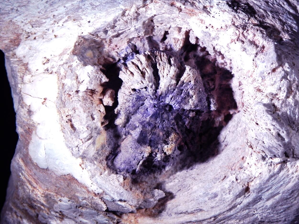 Fluorite & Quartz Psm Petrified Wood